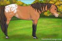 Horse Color:Bay Appaloosa 