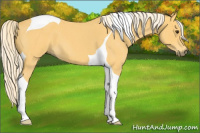Horse Color:Palomino Roan Tobiano 
