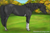 Horse Color:Black Tobiano 