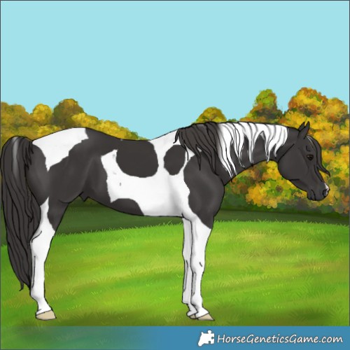 Horse Color:Smoky Black Tobiano 