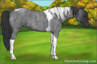 Horse Color:Blue Roan Tobiano 