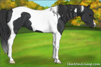 Horse Color:Black Tobiano 