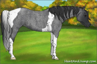 Horse Color:Blue Roan Tobiano 