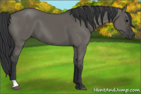 Horse Color:Grullo
