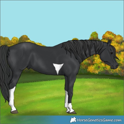 Horse Color:Black Tobiano 