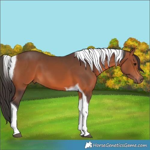 Horse Color:Bay Tobiano 