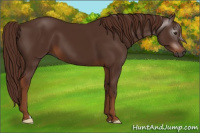 Horse Color:Gray Chestnut 