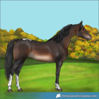 Horse Color:Brown Tobiano Rabicano 