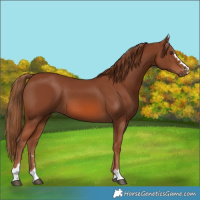 Horse Color:Chestnut 