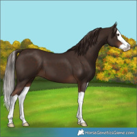 Horse Color:Liver Chestnut Splash 