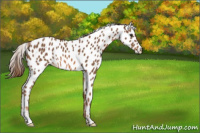 Horse Color:Chestnut Appaloosa 