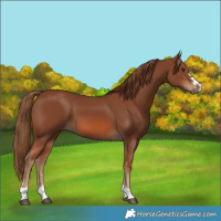 Horse Color:Chestnut 