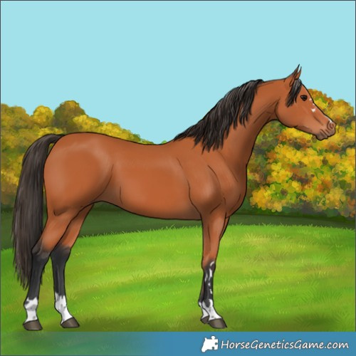 Horse Color:Bay 