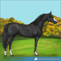 Horse Color:Black 