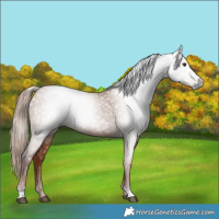 Horse Color:Gray Chestnut 