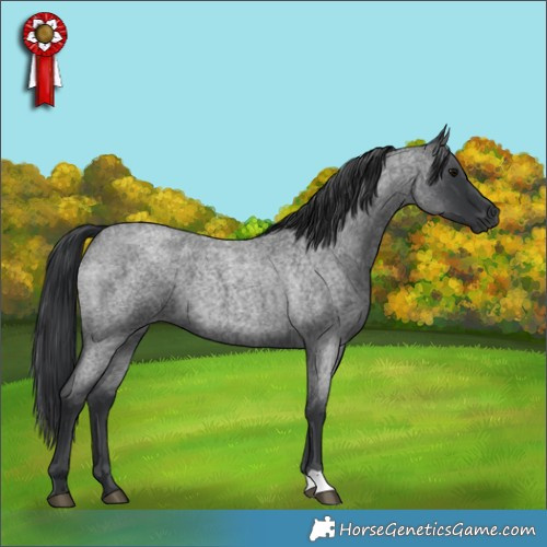 Horse Color:Blue Roan 