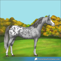 Horse Color:Blue Roan Splash Appaloosa 