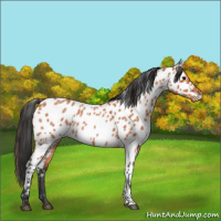 Horse Color:Bay Roan Appaloosa