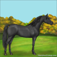 Horse Color:Blue Roan