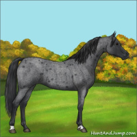 Horse Color:Blue Roan