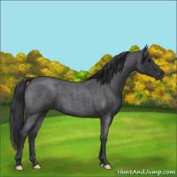 Horse Color:Blue Roan 