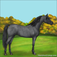 Horse Color:Blue Roan 