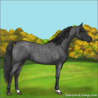 Horse Color:Blue Roan 