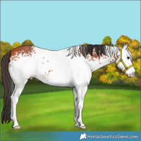 Horse Color:White Spotted Bay 