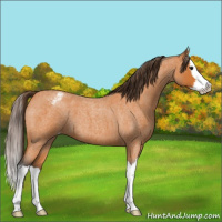 Horse Color:Buckskin Roan Splash Appaloosa