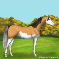 Horse Color:Buckskin Splash