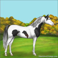 Horse Color:Brown Splash Tobiano