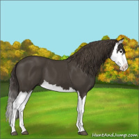 Horse Color:Smoky Black Splash 