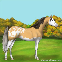 Horse Color:Buckskin Splash Appaloosa 