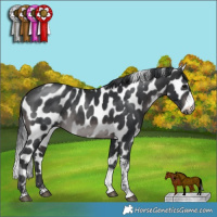 Horse Color:Platinum Brown Tobiano Appaloosa Rabicano