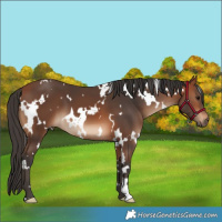 Horse Color:White Spotted Bay 