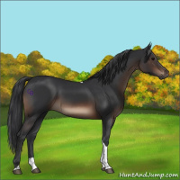 Horse Color:Brown Tobiano Rabicano 