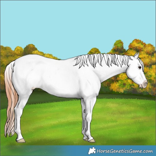 Horse Color:White Spotted Bay Dun Appaloosa 