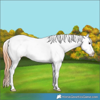 Horse Color:White Spotted Bay Dun Appaloosa 