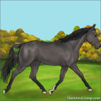 Horse Color:Grullo 