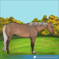 Horse Color:Silver Brown Dun Sabino 