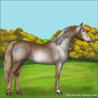 Horse Color:Gray Chestnut 