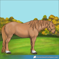 Horse Color:Chestnut 