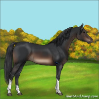 Horse Color:Brown Tobiano Rabicano