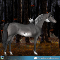 Horse Color:Platinum Brown Dun Tobiano Rabicano