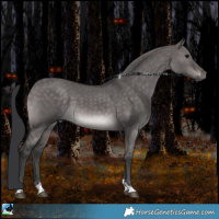 Horse Color:Platinum Brown Dun Tobiano Rabicano