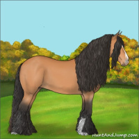 Horse Color:Bay Sabino 