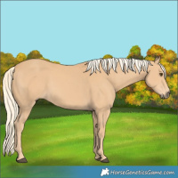 Horse Color:Chestnut Mushroom 