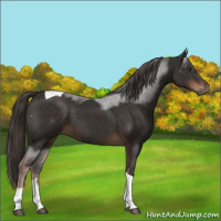 Horse Color:Liver Chestnut Tobiano 