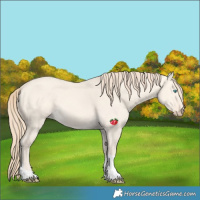 Horse Color:Perlino Dun Tobiano 