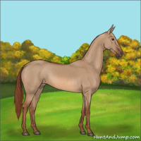 Horse Color:Red Dun 